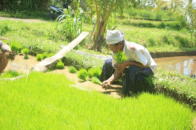 Bali Quad and Buggy Discovery Tour, Including Round-Trip Transfer - Who will enjoy this most?