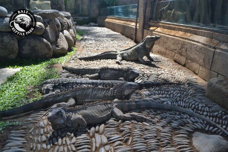 Bali Reptile Park 1-Day Admission Ticket - Meeting Komodo Dragons in Gianyar