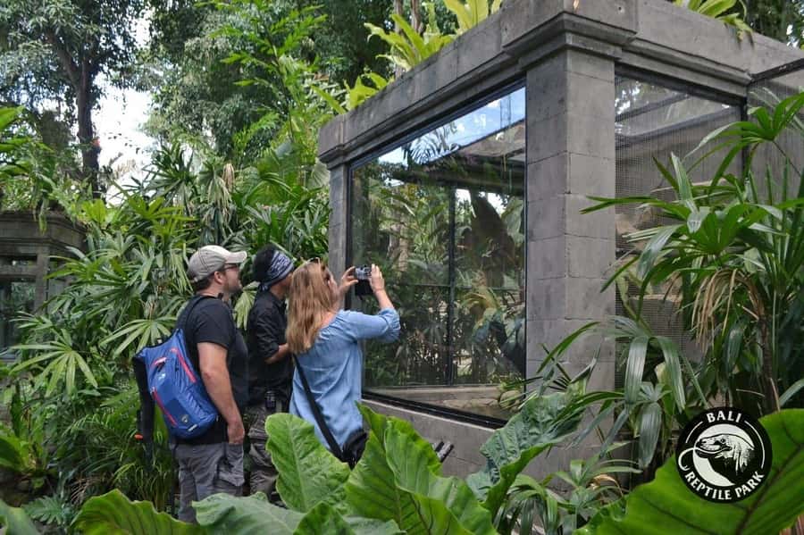 Bali Reptile Park 1-Day Admission Ticket - From Geckos to Pythons and Cobras