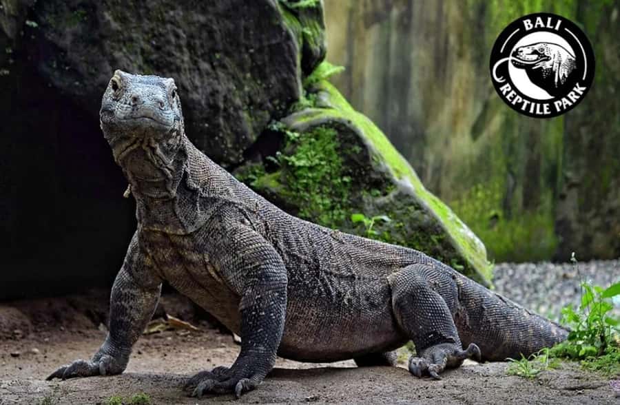 Bali Reptile Park 1-Day Admission Ticket - Reptile Shows and Feeding Sessions