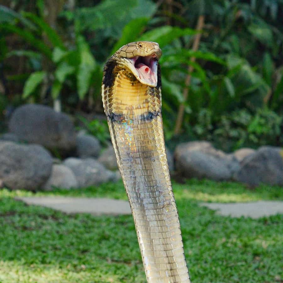 Bali Reptile Park 1-Day Admission Ticket - Tropical Gardens and Photo Stops