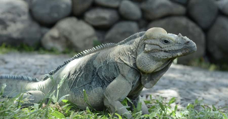 Bali Reptile Park 1-Day Admission Ticket - Is the $15 Admission Good Value?