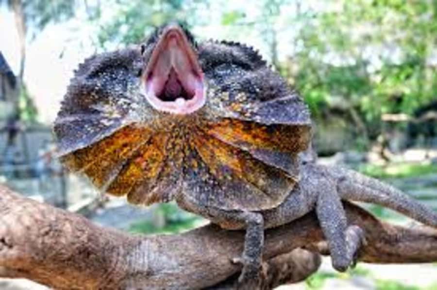 Bali Reptile Park 1-Day Admission Ticket - Accessibility, Weather, and Practical Details
