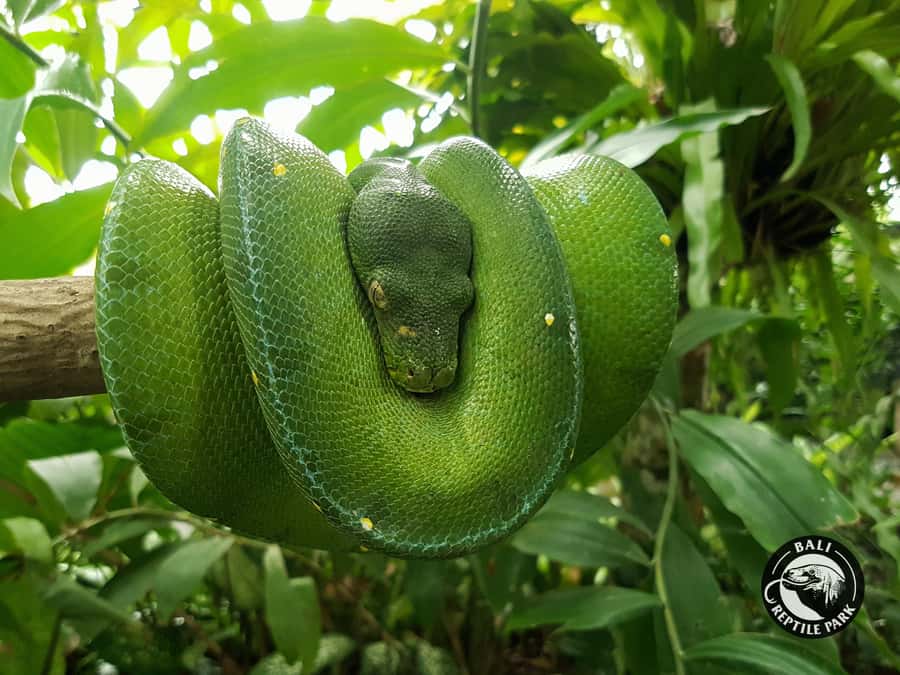 Bali Reptile Park 1-Day Admission Ticket - Turtles, Tortoises, and Calmer Encounters