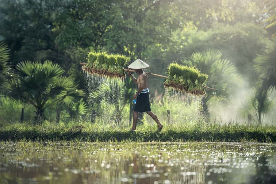 Bali: Rice Terraces Guided Hiking Experience - Kerobokan’s rice fields, beyond the Bali postcard