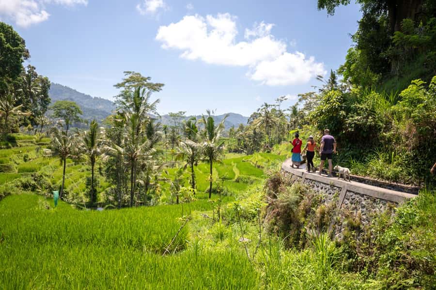 Bali: Rice Terraces Guided Hiking Experience - The wildlife and crops between the paddies
