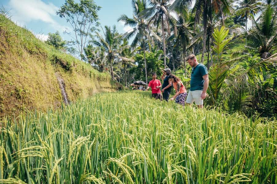 Bali: Rice Terraces Guided Hiking Experience - Coconut water, coffee, and a simple finish