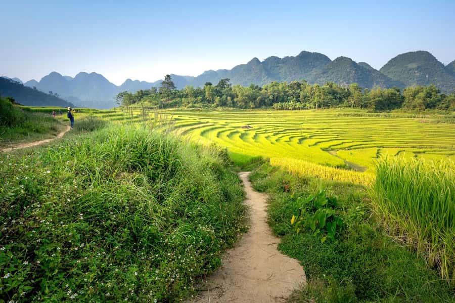 Bali: Rice Terraces Guided Hiking Experience - What the $39 price gives you