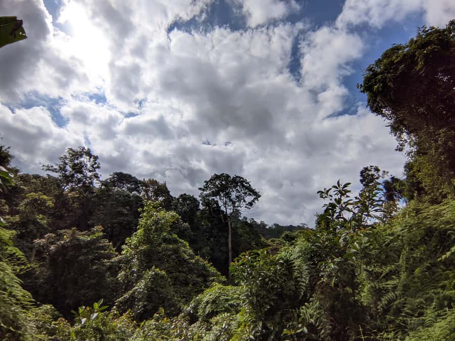 Bali’s Mystical Jungle Trek & Hidden Waterfall Adventure - Two and a half hours beside jungle rivers