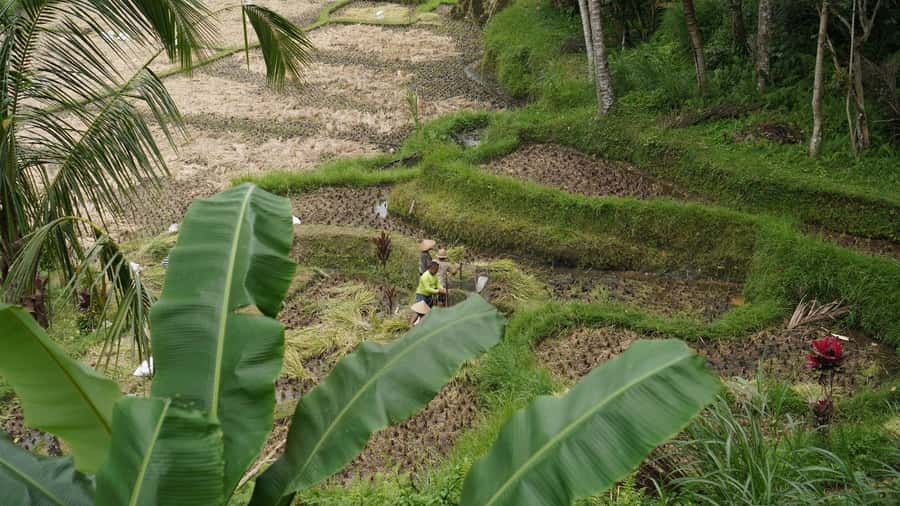 Bali: Sacred Water Temple Ritual and Balinese Healing Spa - Why the temple visit gives this spa day its purpose