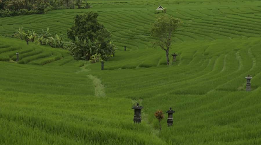 Bali: Secret and Untouristic Tour North West Bali. - Key points at a glance
