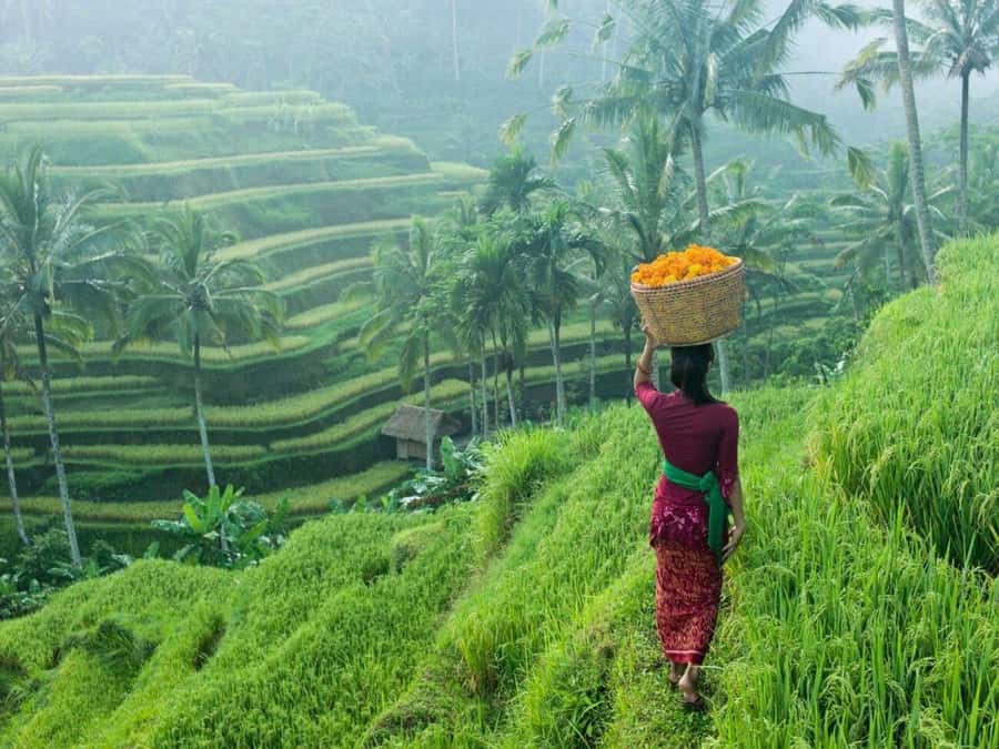 Bali: Secret and Untouristic Tour North West Bali. - Walking the Belimbing Rice Terrace