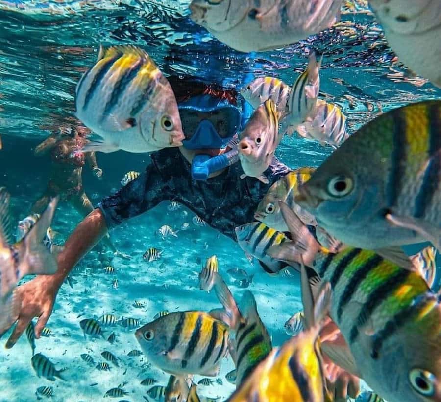 Bali : Snorkeling at two Spots with Lunch and transport - Key points to know before booking