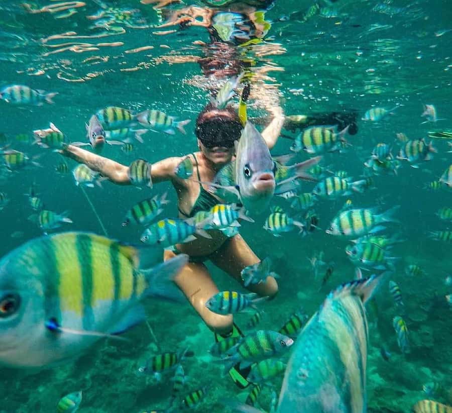 Bali : Snorkeling at two Spots with Lunch and transport - Two reef stops make this more than a quick snorkel
