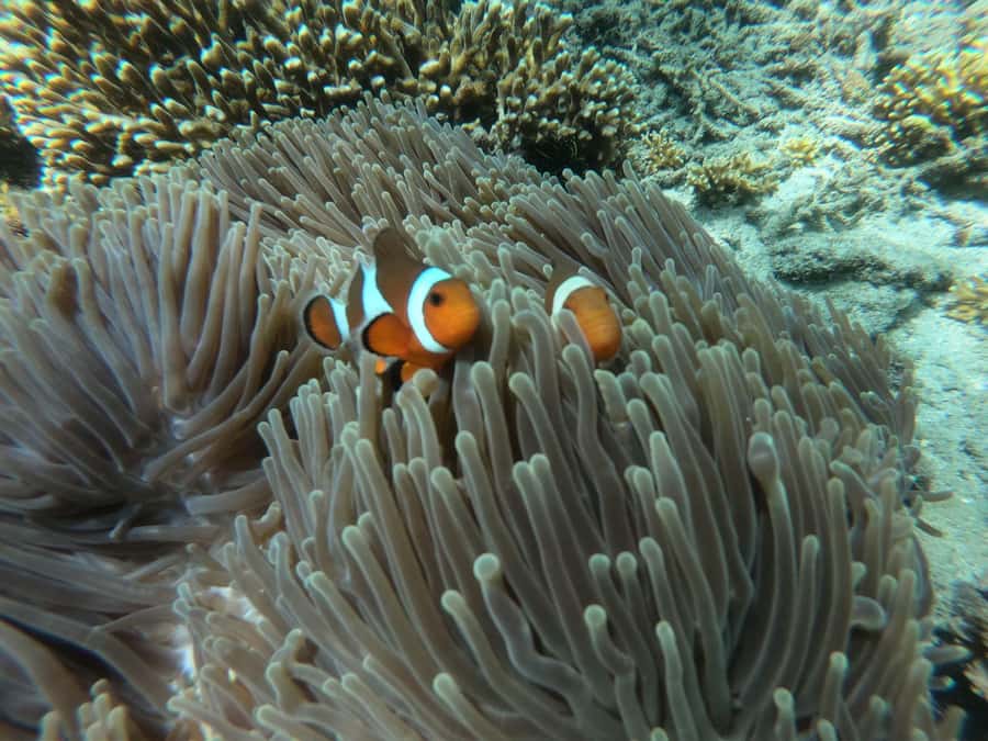 Bali Snorkeling: Blue Lagoon and Tanjung Jepun All Inclusive - What to bring and what to leave behind