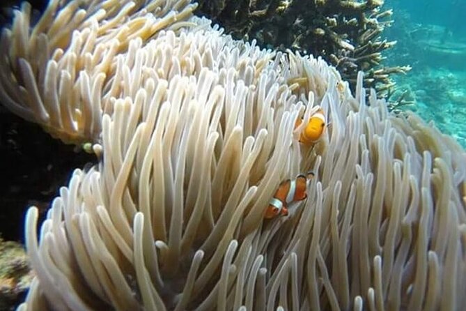 Bali Snorkeling Blue Lagoon with lunch &Optional waterfall Visit - The private transport makes a long day easier