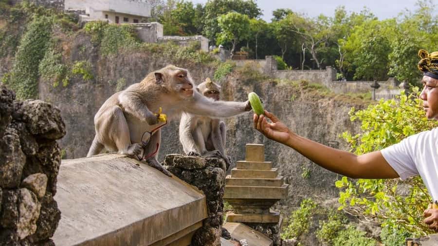 Bali: Sunset Uluwatu Temple & Kecak Fire Dance Private Tour - Practical booking advice