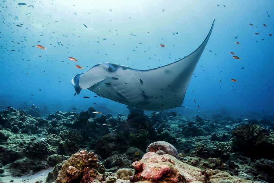 Bali: Swim with Manta Rays in Penida, Optional Lunch & Kayak - The real attraction: manta rays around Nusa Penida