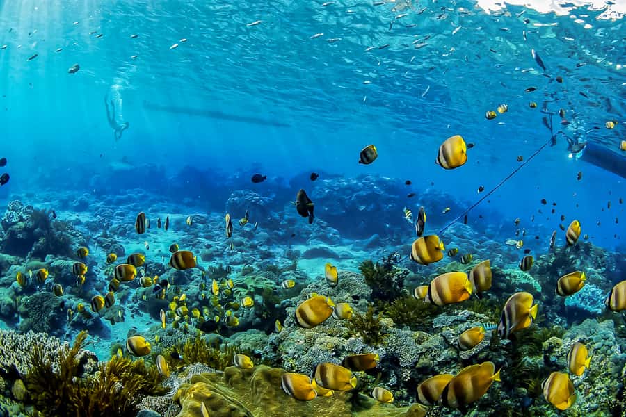 Bali: Swim with Manta Rays in Penida, Optional Lunch & Kayak - Three snorkeling stops, three different moods