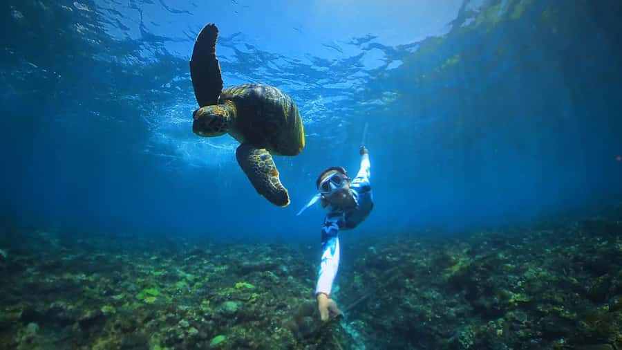 Bali: Swim with Manta Rays in Penida, Optional Lunch & Kayak - Is $55 a fair price?