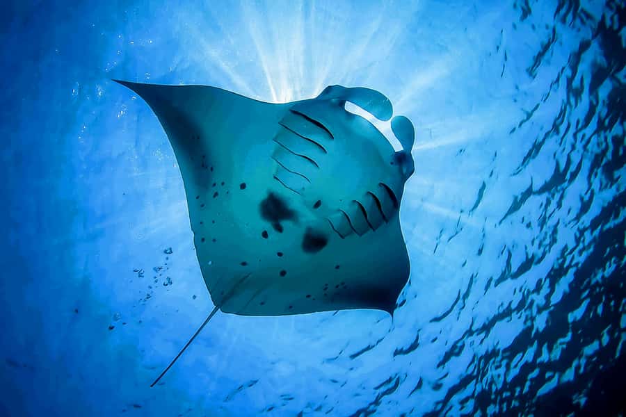 Bali: Swim with Manta Rays in Penida, Optional Lunch & Kayak - Who should book this day?