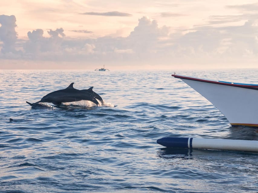 Bali: Swimming with dolphin & waterfal tour, all inclusive. - Should you book this Bali day tour?