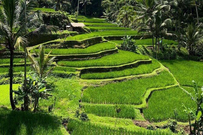 Bali Swing, Monkey Forest and Waterfall Private Tour - A local lunch break that is not part of the price