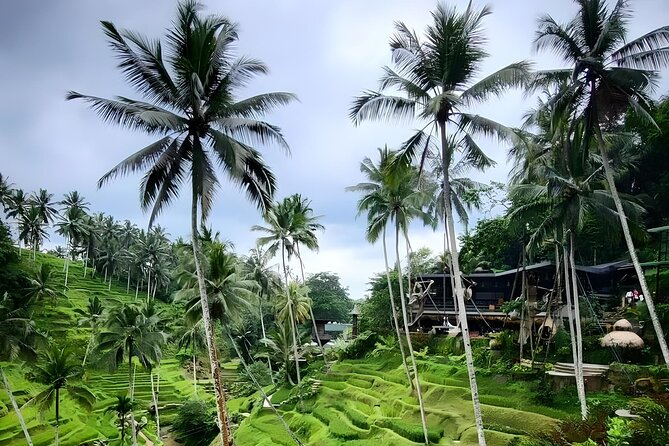 Bali Swing, Monkey Forest & Temples Guided Tour - Why this Ubud day works well as a first visit
