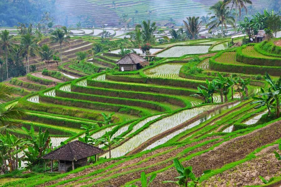 Bali: Tanah Lot, Jatiluwih Terrace, & Ulundanu Beratan Tour - Should you book the Tanah Lot, Jatiluwih, and Ulun Danu tour?