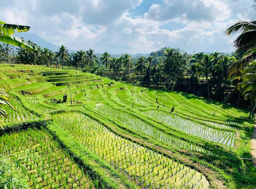 Bali: Tanah Lot, Jatiluwih Terrace, & Ulundanu Beratan Tour - What to bring and how to dress