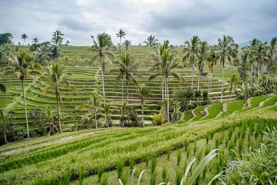 Bali: Tanah Lot UNESCO World Heritage Sites Full-Day Tour - Key points to know before booking