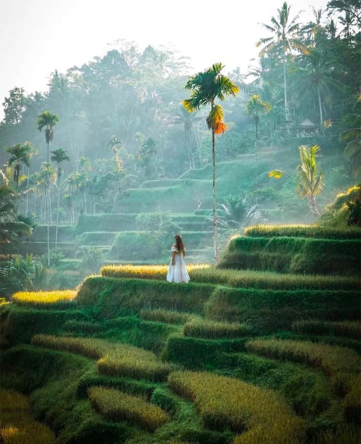 Bali: Temples, waterfall, and Rice Terrace Guided Tour - Tirta Empul is the most meaningful cultural stop