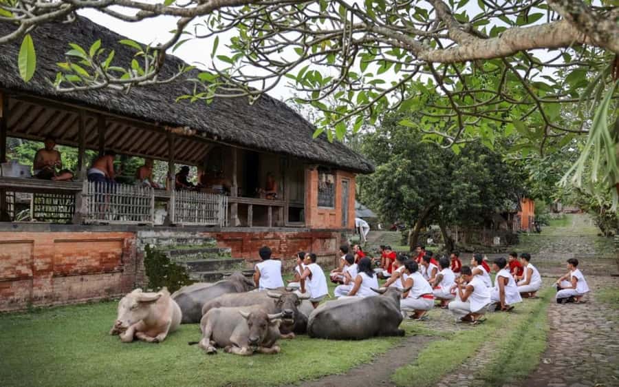 Bali: Traditional Villages, Salt Farm & Tirta Gangga Tour - Key points to know before booking