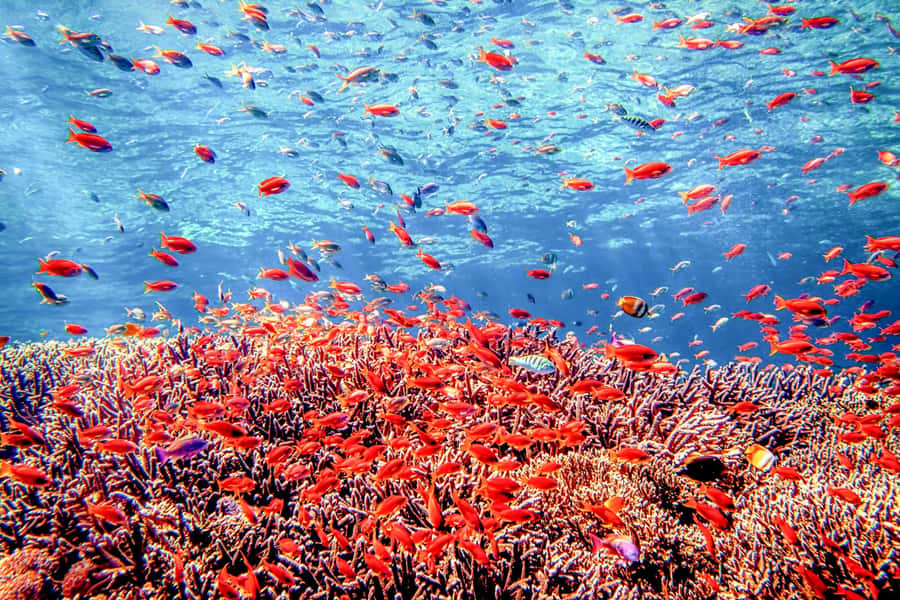 Bali: Tulamben Bay and the USAT Liberty Wreck Dive - The long morning road to Tulamben