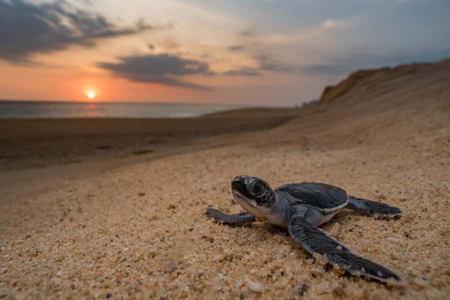 Bali: Turtle Conservation and Education Tour & Local Market - Key points to know before booking