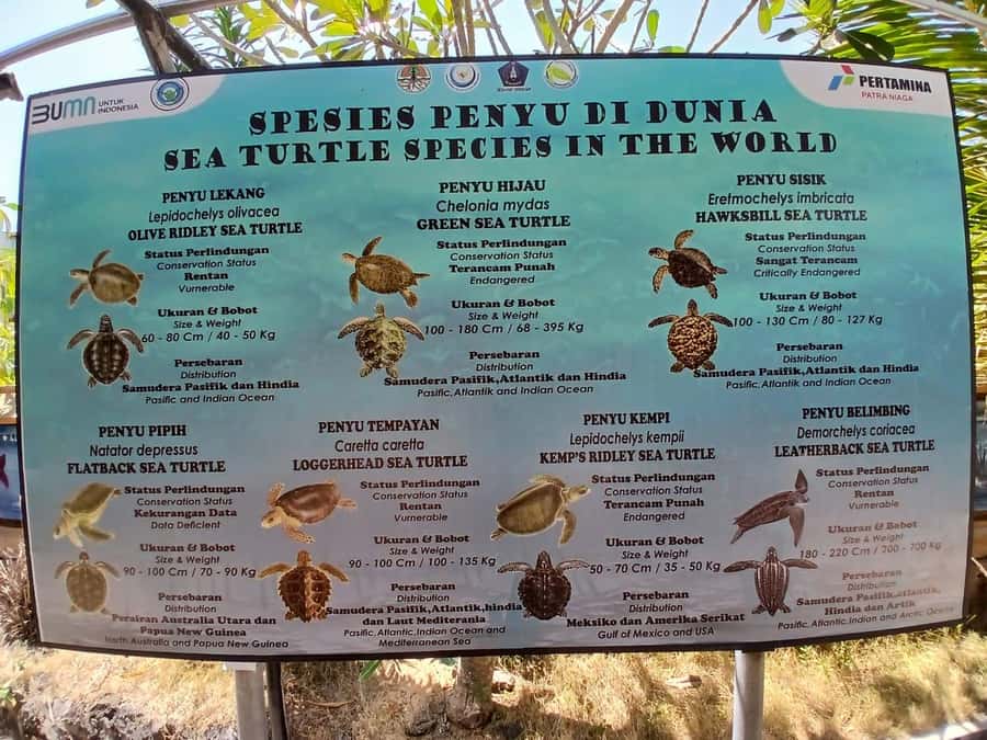 Bali: Turtle Conservation and Education Tour & Local Market - What to expect at the Turtle Conservation and Education Centre