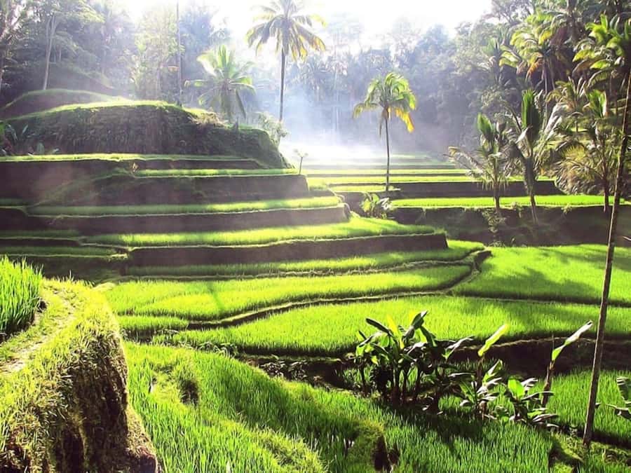 Bali: Ubud Day Tour with Swing and Zipline - Tegallalang Rice Terrace: Bali’s working countryside