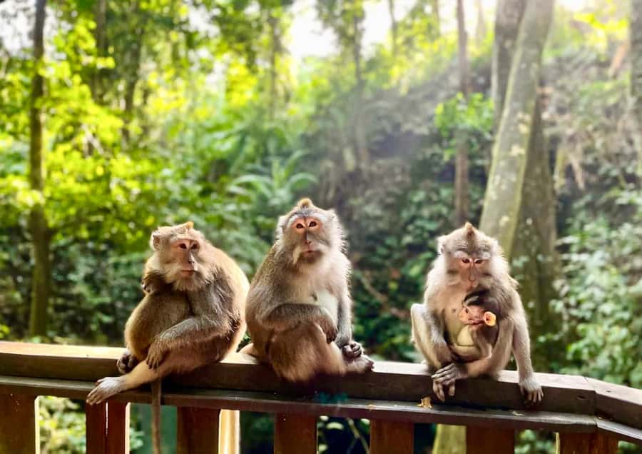 Bali/Ubud: Kanto Lampo Waterfall, Monkey Forest & Swing Tour - What the guide adds to the experience