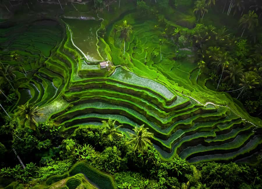 Bali/Ubud: Kanto Lampo Waterfall, Monkey Forest & Swing Tour - Timing, fitness, and what to pack
