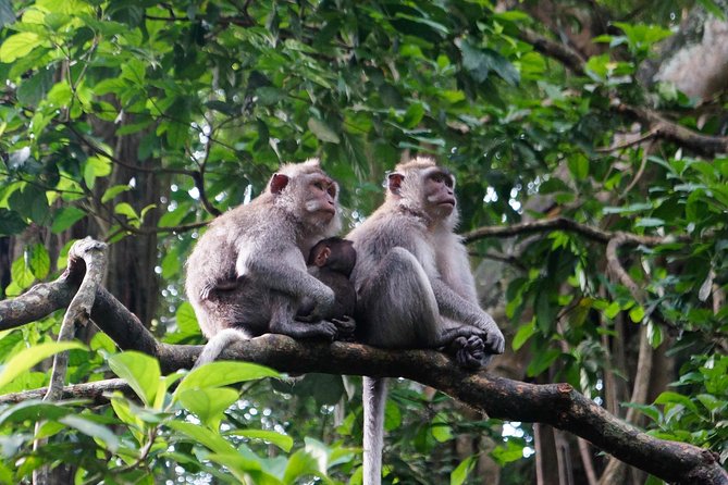 Bali Ubud & Kintamani Volcano Tour -All Inclusive - Ubud’s Sacred Monkey Forest