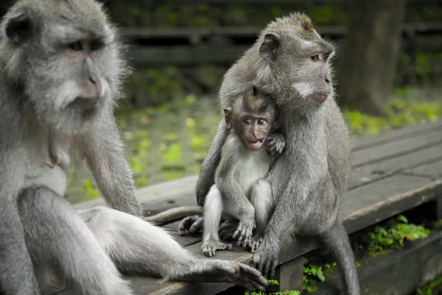 Bali: Ubud, Tegalalang, and Tanah Lot Temple Day Trip - Who should book this Bali day trip?
