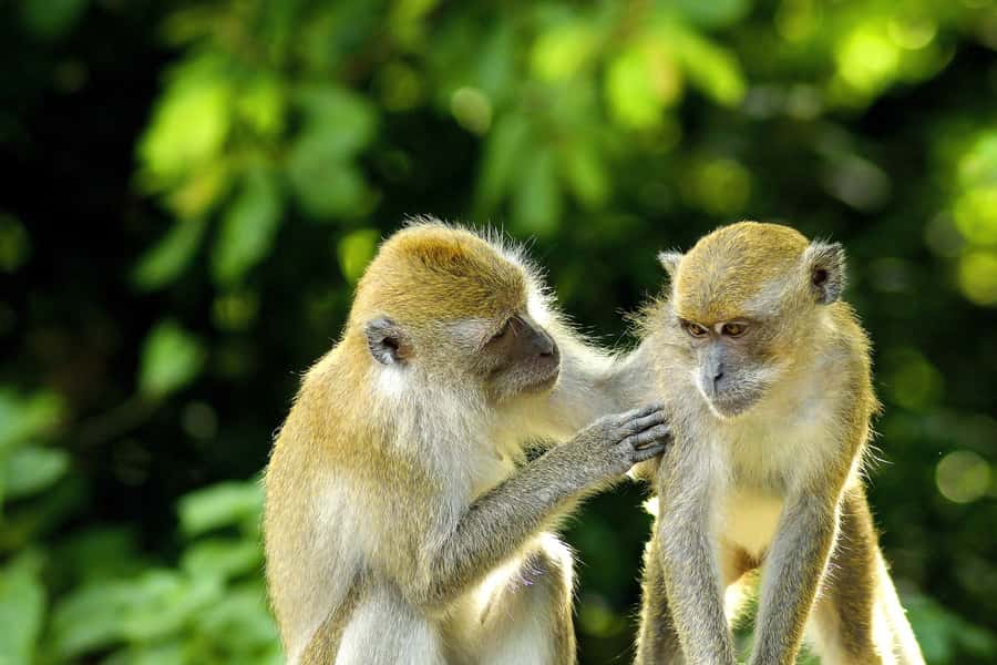 Bali: Ubud, Tegalalang, and Tanah Lot Temple Day Trip - A long but smart route through Bali