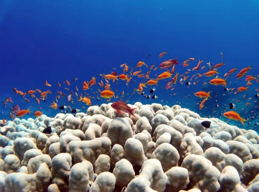 Bali: Underwater Sea Walk, Uluwatu Temple, and Kecak Dance - Who should book this combination