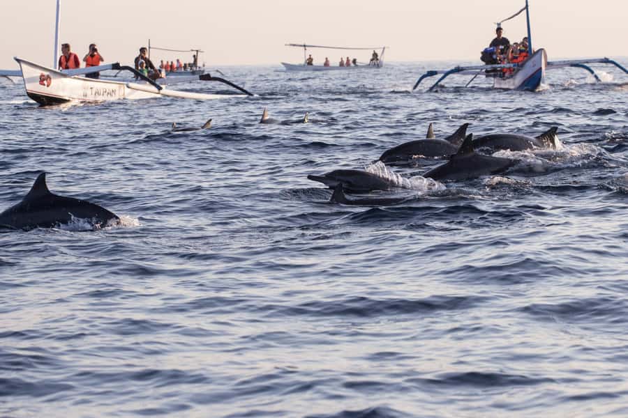 Bali: Watching Dolphin, Swimming & Snorkeling Tour - Practical details for a smoother morning
