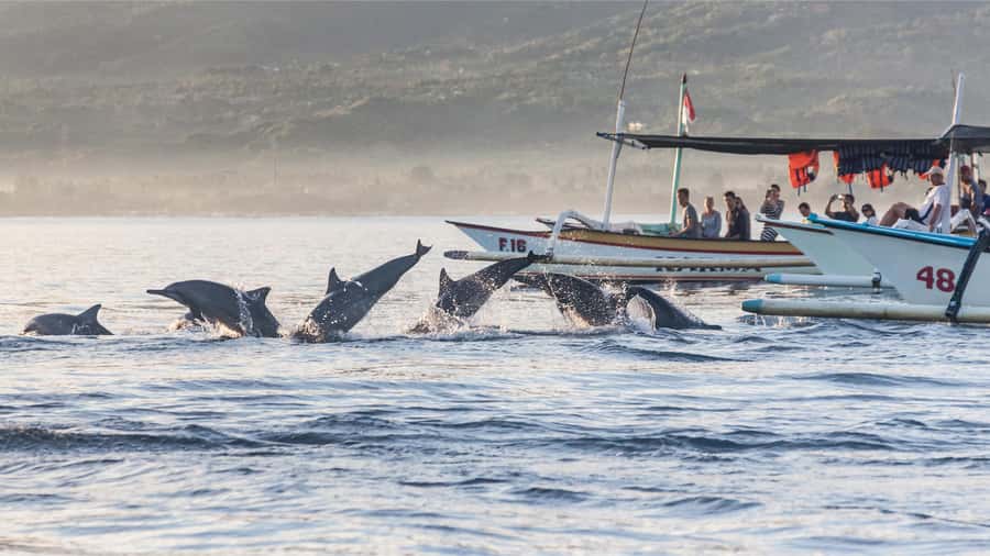 Bali: Watching Dolphin, Swimming & Snorkeling Tour - The long drive from southern Bali