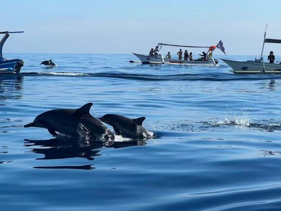 Bali: Watching Dolphin, Swimming & Snorkeling Tour - Following dolphins in open water