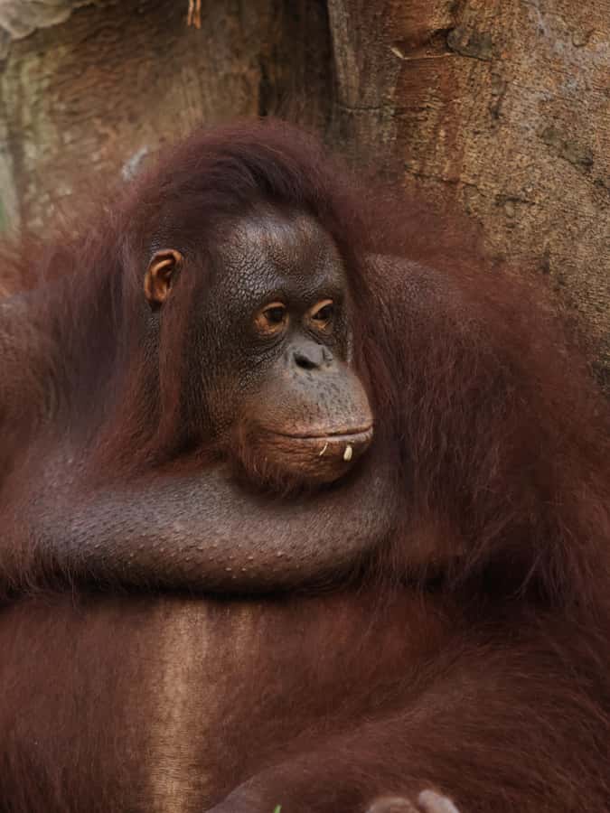 Bali Zoo: Breakfast with the Orangutans - Key points at a glance