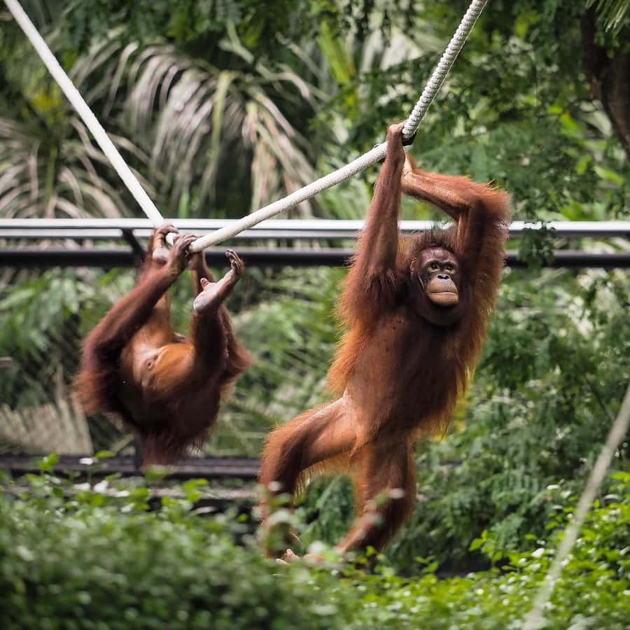 Bali Zoo: Breakfast with the Orangutans - Starting the day at Bali Zoo