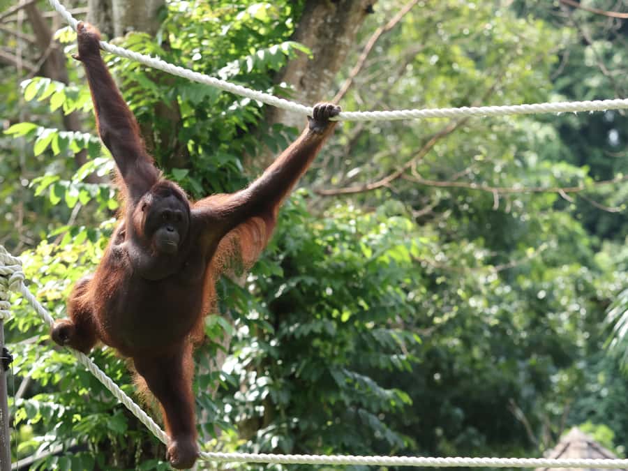 Bali Zoo: Breakfast with the Orangutans - The photo question nobody wants to discover late