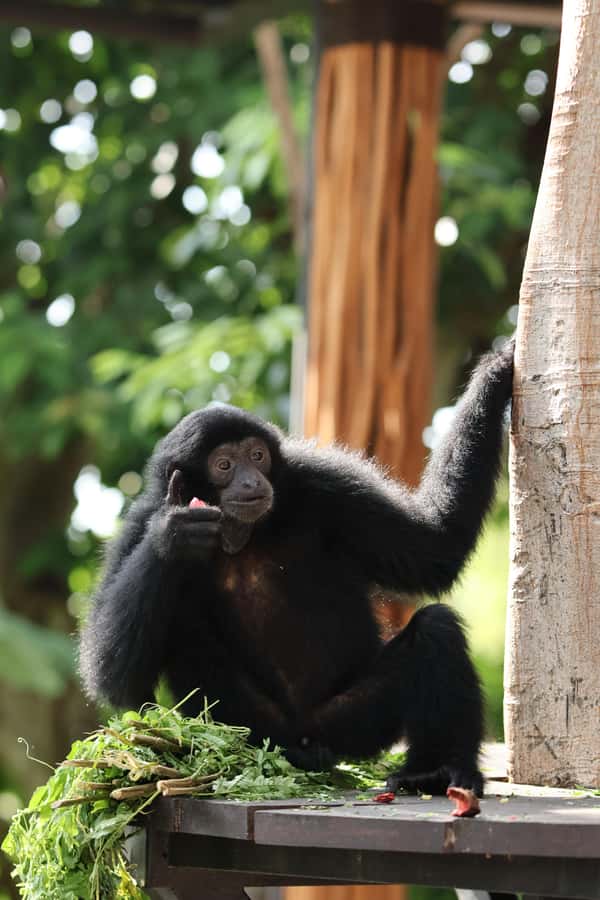 Bali Zoo: Breakfast with the Orangutans - Practical details before you go
